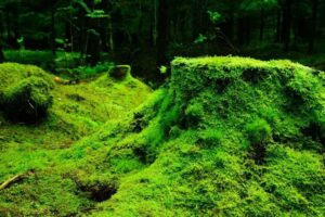Une petite mousse ? Forêt tropicale pleine de mousse