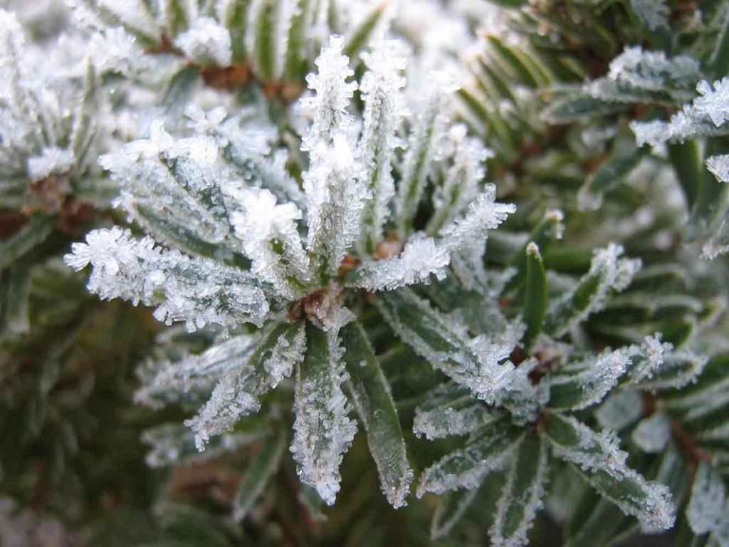 Aromatiques pris par le gel en hiver