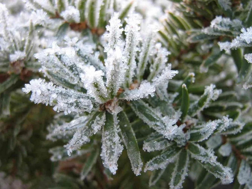 Aromatiques pris par le gel en hiver