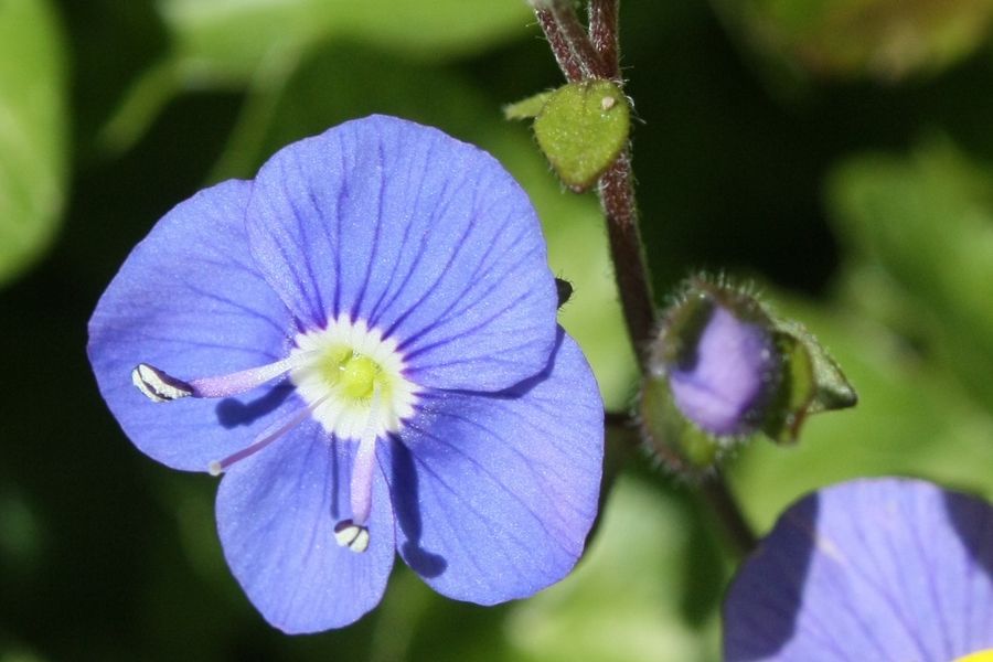 Fleur de Véronique