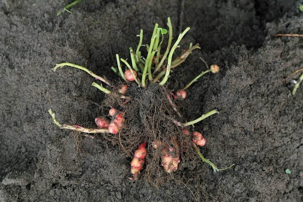 Oxalis tuberosa, Oca du Pérou