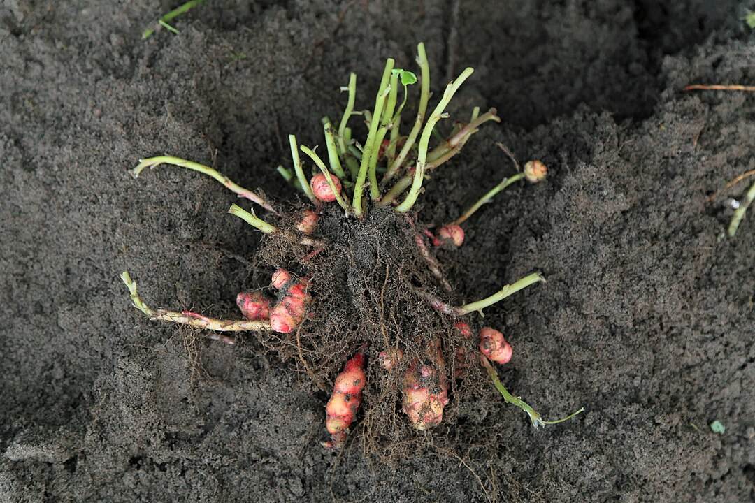 Oxalis tuberosa, Oca du Pérou