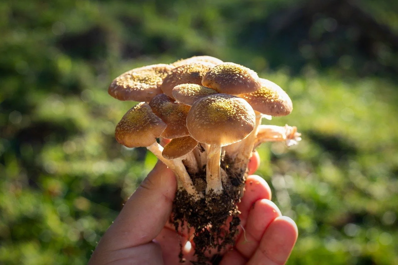 L'armillaire, couleur de miel