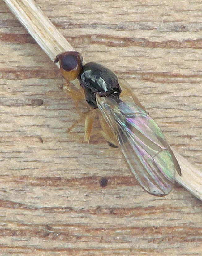 Mouche de la carotte (Chamaepsila rosae)