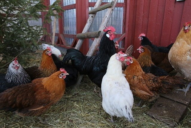 Poules et coq dans un poulailler