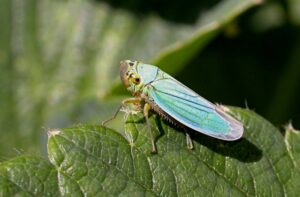 La citadelle Cicadella viridis