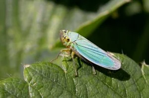 La citadelle Cicadella viridis