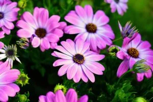 L'osteospermum L'osteospermum ou la marguerite du cap