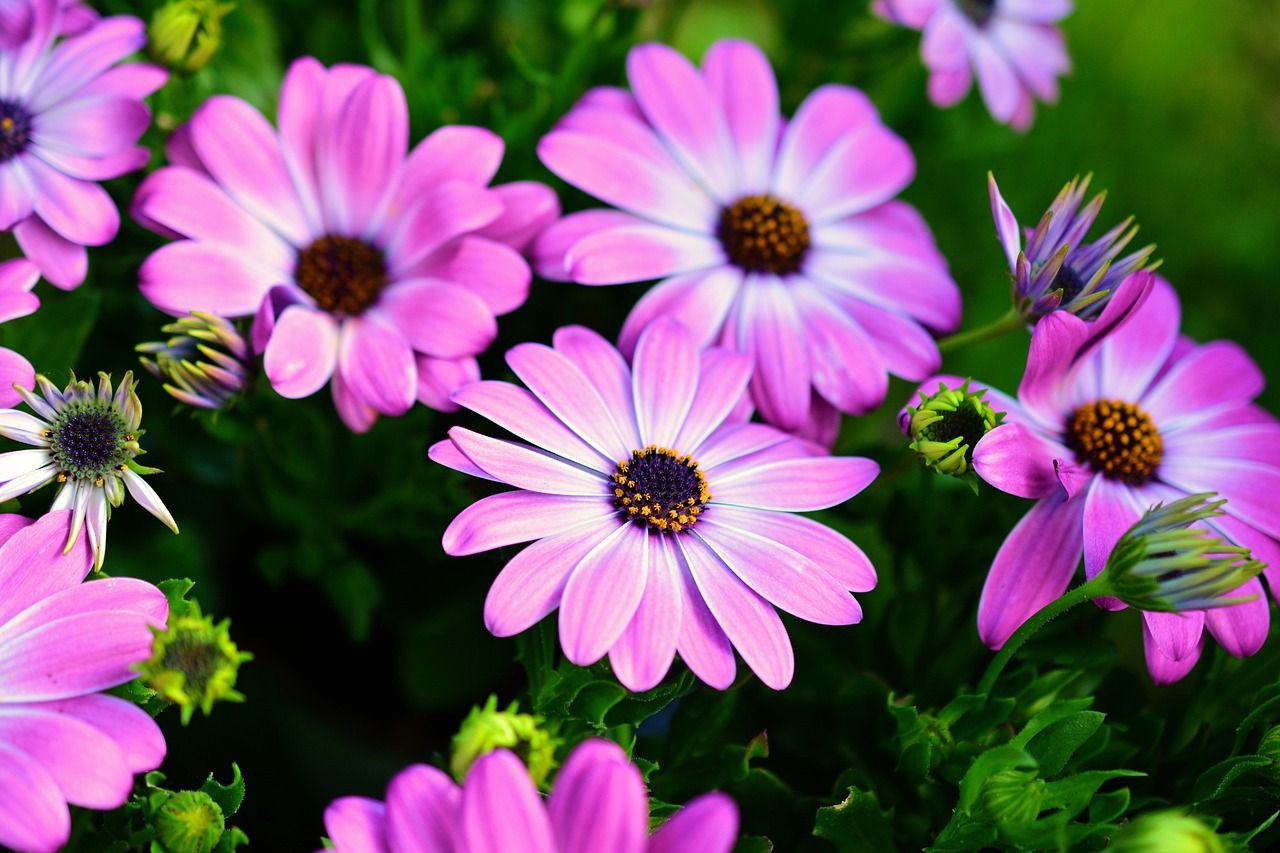 L'osteospermum ou la marguerite du cap