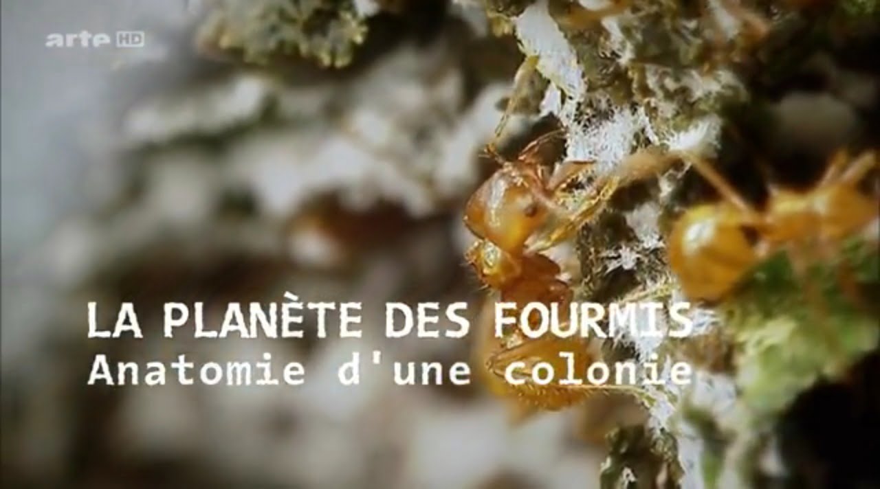 La Planète Des Fourmis Anatomie D'une Colonie