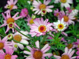 Champ de marguerites