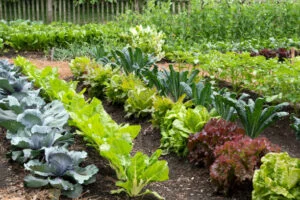Jardin potager