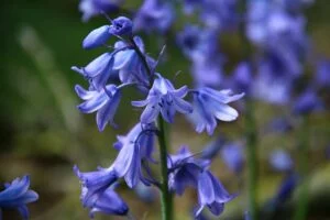 Que faire au jardin du lundi 19 au dimanche 25 juin 2023 Campanules en fleurs