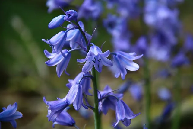 Campanules en fleurs