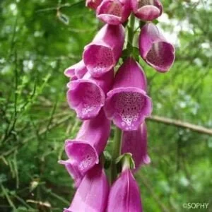 La digitale en fleurs