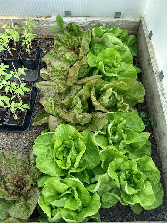 Les toutes premières salades