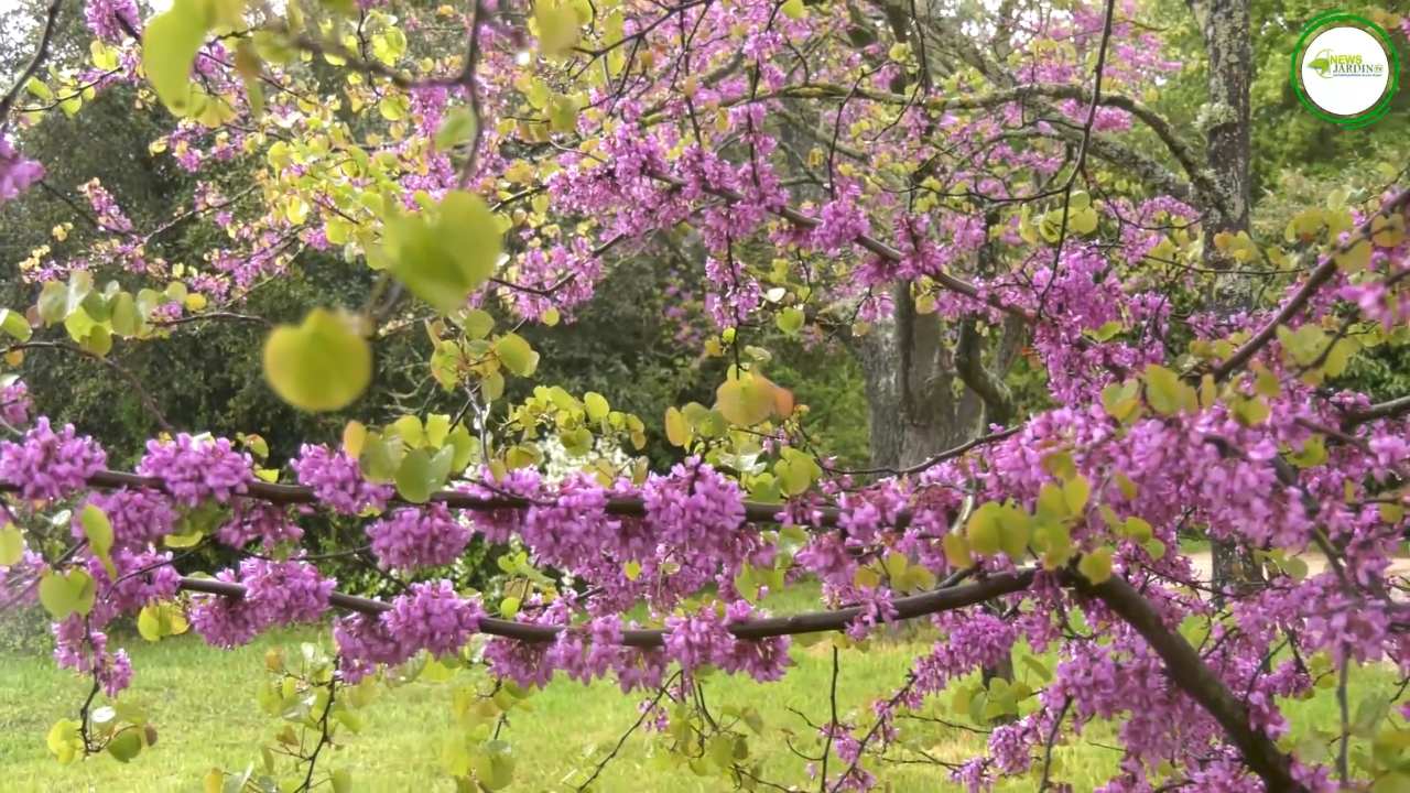 L’arbre de Judée en fleurs
