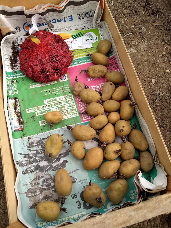 Oignons rouges et pommes de terre blanches à planter
