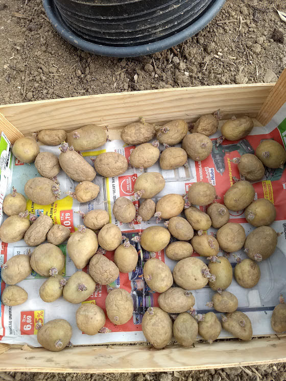 Pommes de terre Bernadette