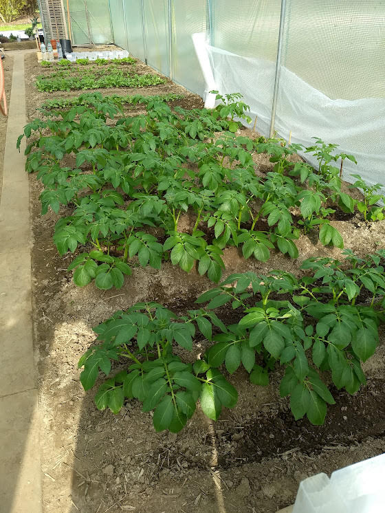 Culture de pommes de terre Osaris déjà sorties