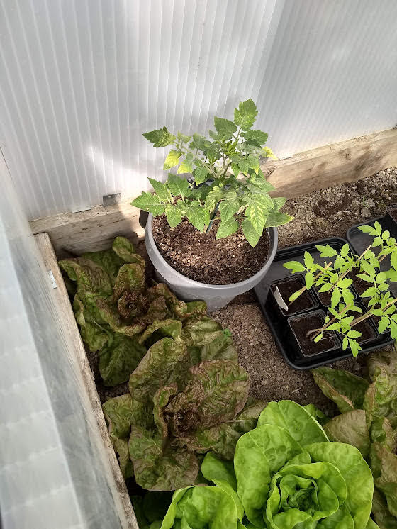 Pied de tomates et salades