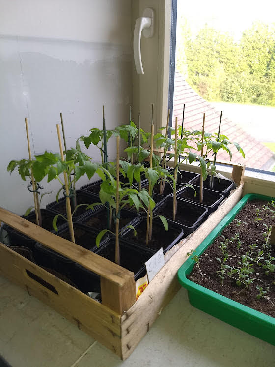 Tomates cœur de bœuf et ananas