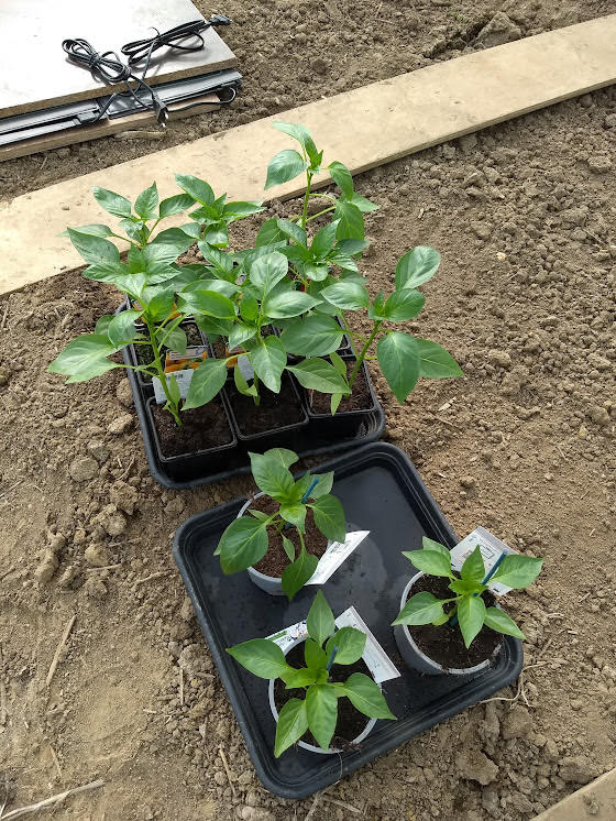 Plants de poivrons