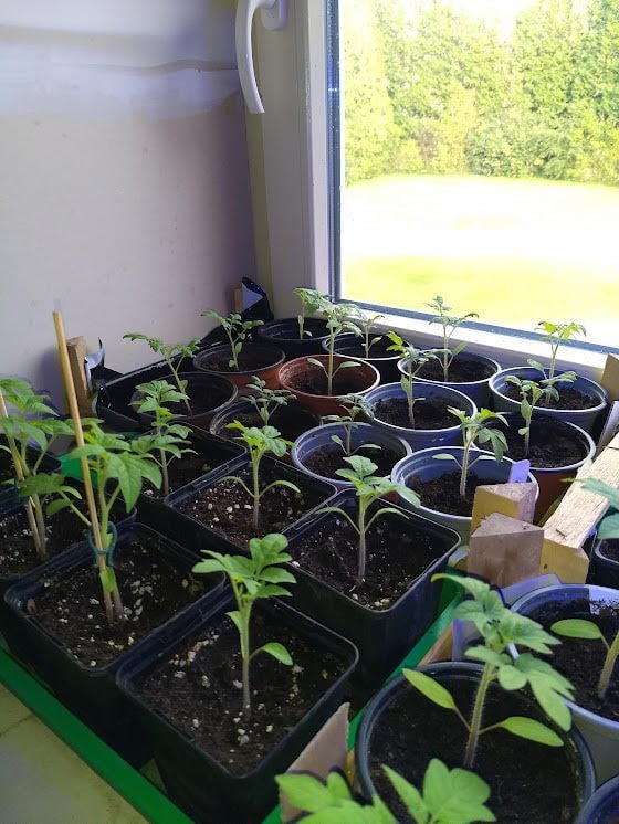 Tomates ananas