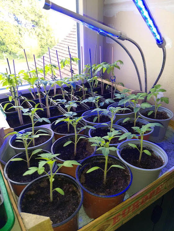 Tomates cerise et poire