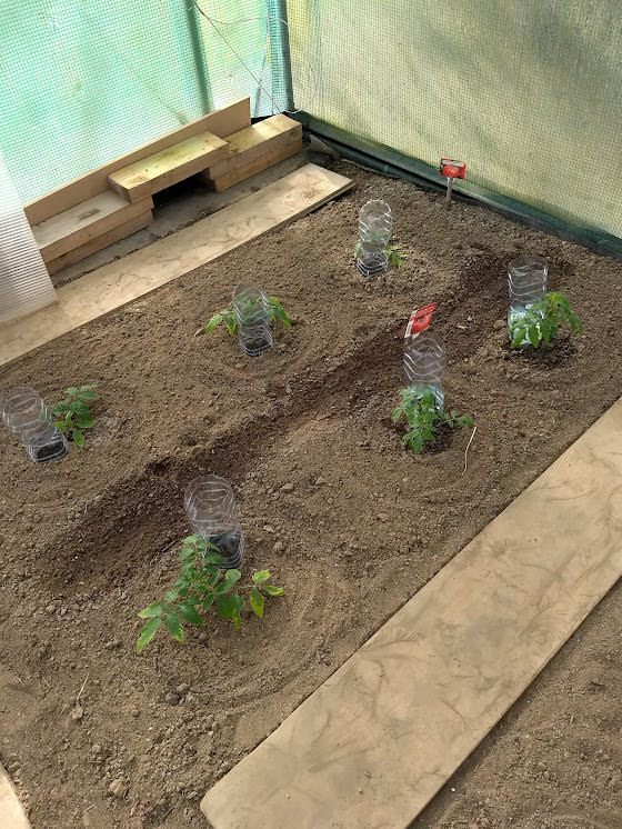 Tomates Montfavet