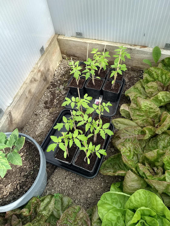 Plants de tomates