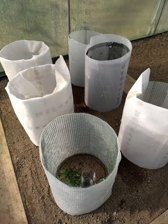 Protection des tomates