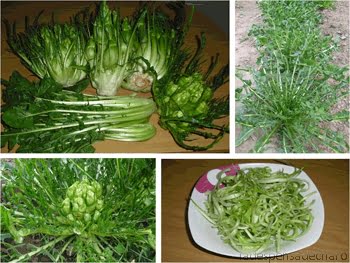 Chicorée asperge