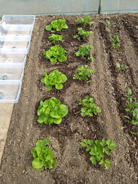 Salades et céleris