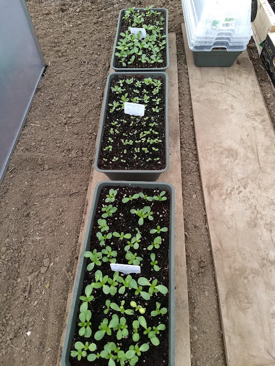 Semis de zinnias