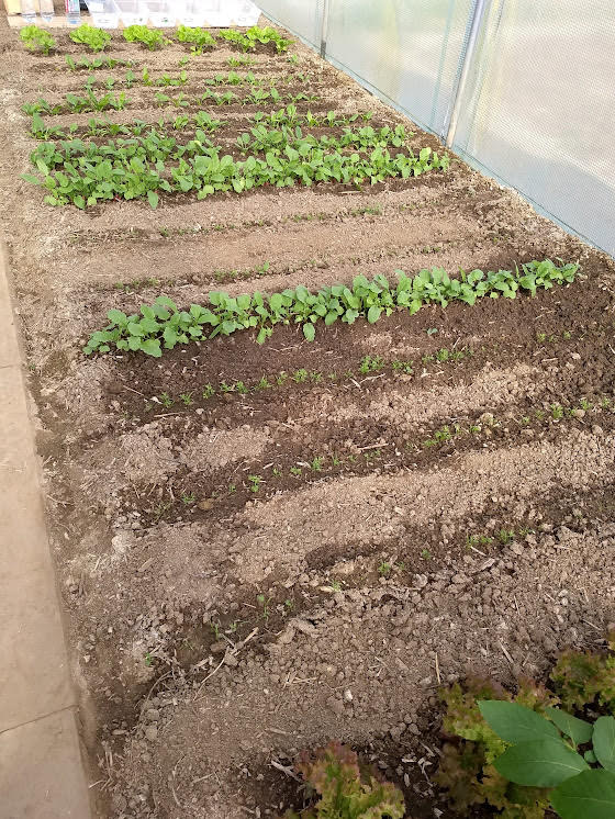 Vue générale du jardin potager