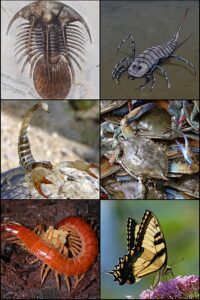Les arthropodes terrestres Arthropodes