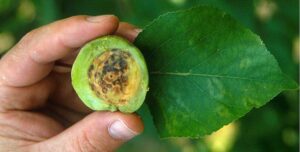 La sharka ou Plum Pox Virus