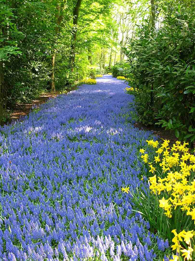 Sentier de muscari au parc floral Keukenhof