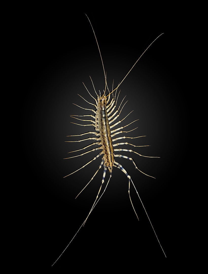 Scutigera coleoptrata - scutigère véloce