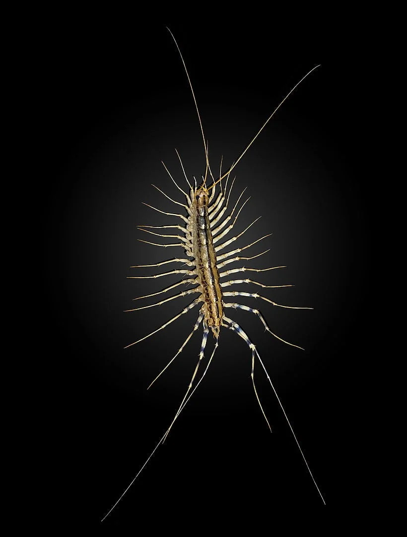 Scutigera coleoptrata - scutigère véloce