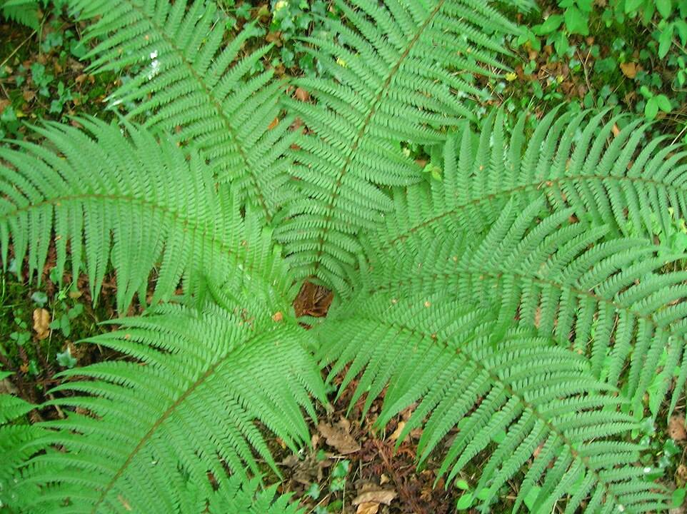 Dryopteris affinis