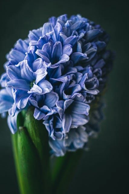 Jacinthe boutons de fleurs