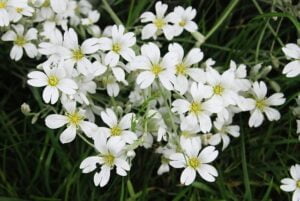 Gypsophile en fleurs