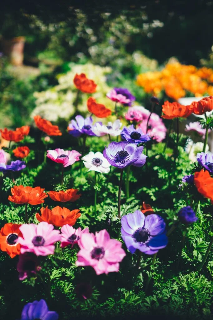 Fleurs de diverses couleurs