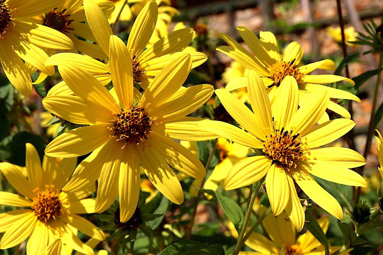 Fleurs de topinambour