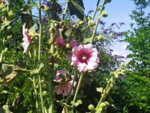 Rose trémière en fleurs