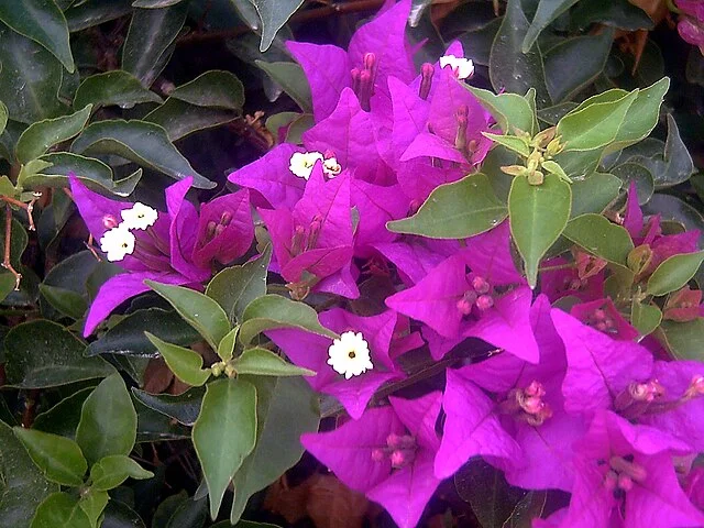 Bougainvillier en fleurs