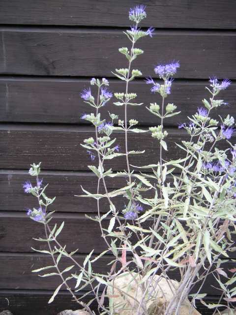Barbe bleu - Caryoptéris