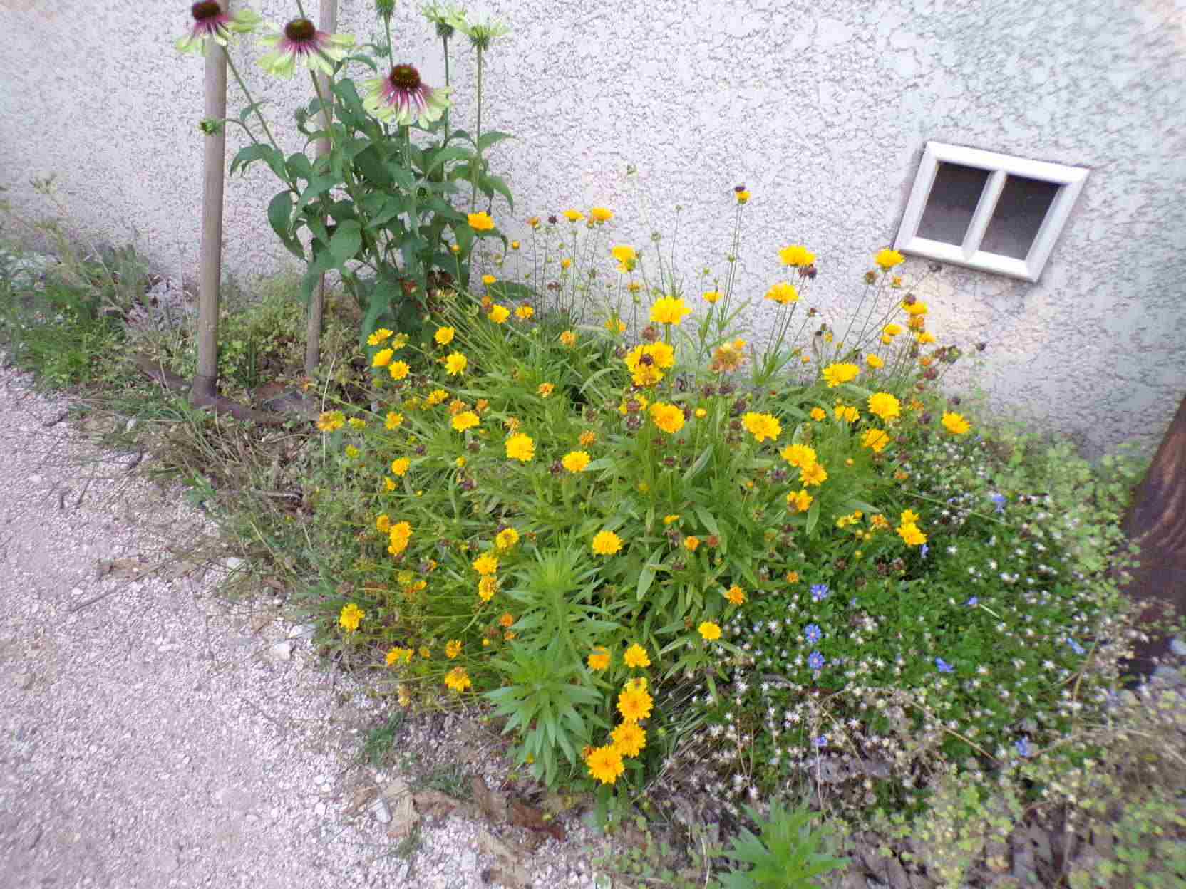 Coréopsis et rudbéckia